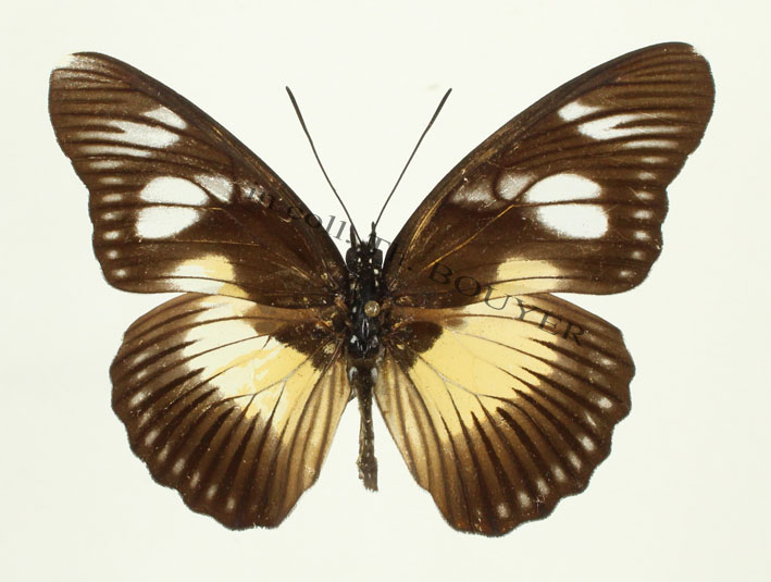 Pseudacraea lucretia gynandro light.jpg