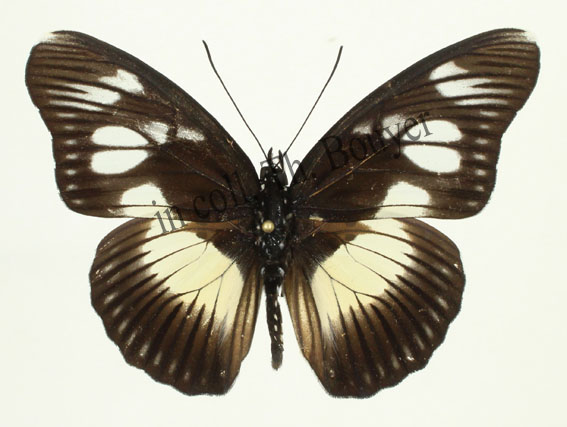 Pseudacraea lucretia ab light.jpg