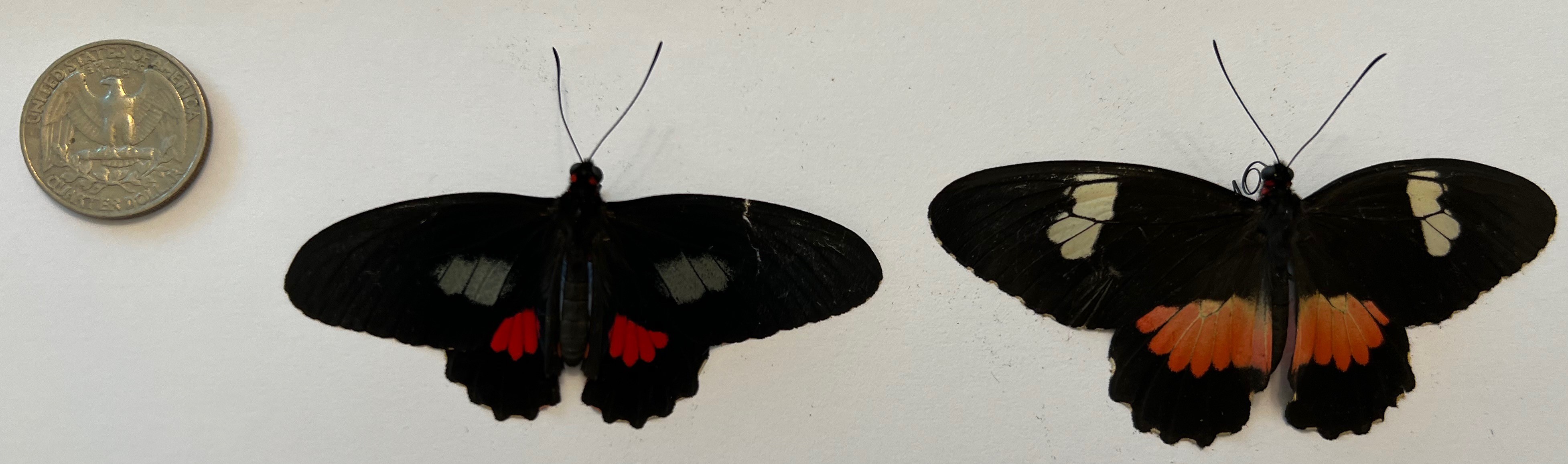 Panama Clayton 25th May 2022 Parides upper side small file.jpg