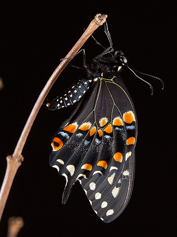 Emerging from chrysalis