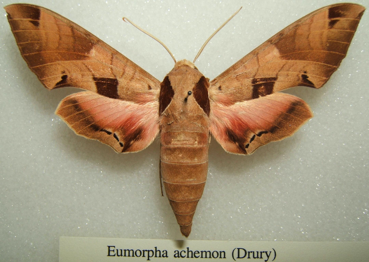 Eumorpha_achemon small.jpg