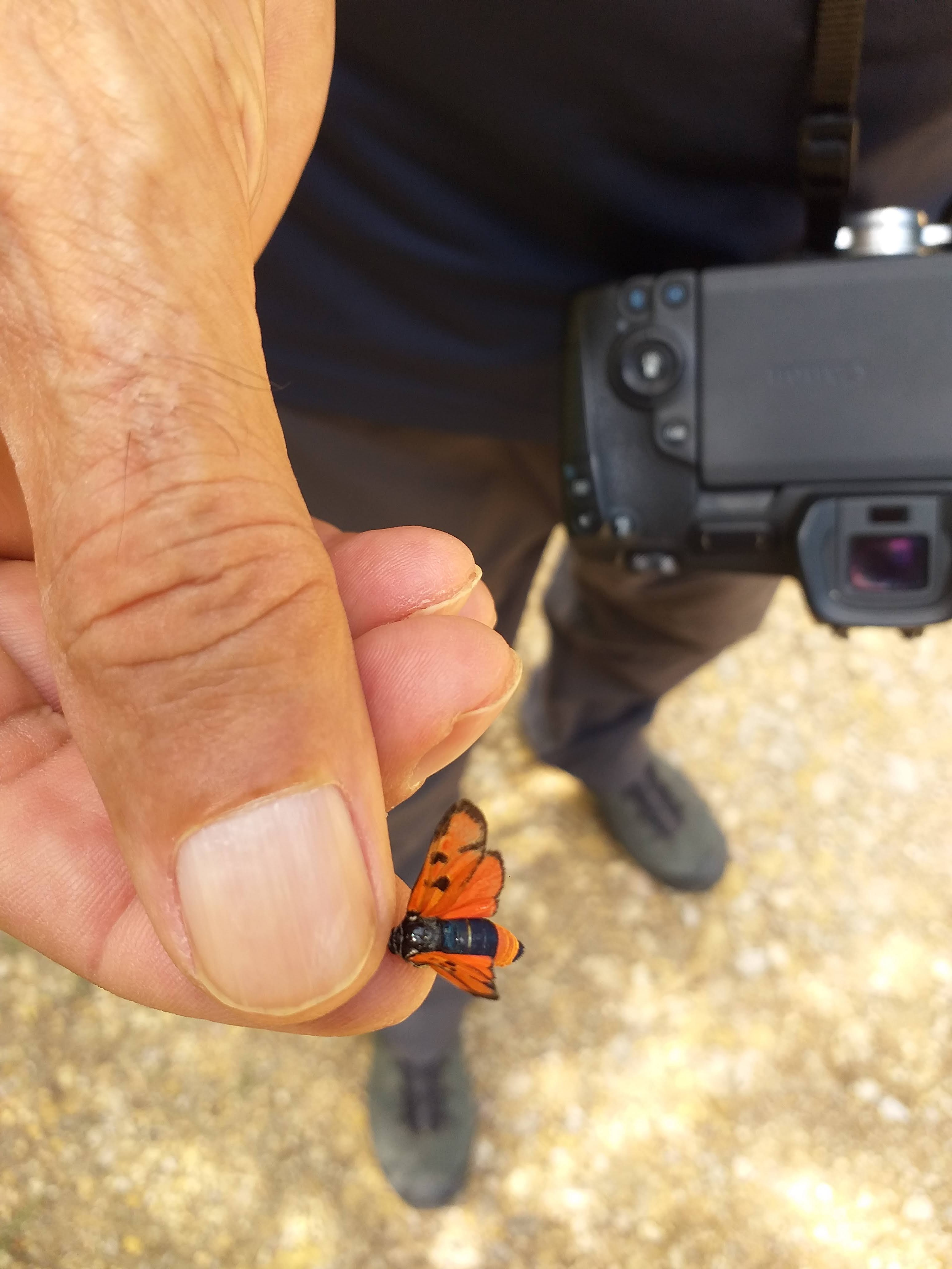 This is Zygaena ignifera, a spanish endemic Zygaenidae, the hand is my father's hand