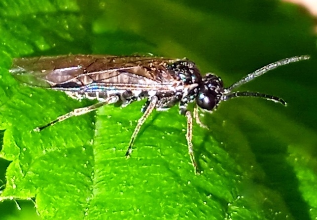 Tenthredinidae 2.jpg