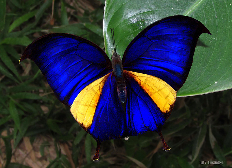 Consul panariste with wings open