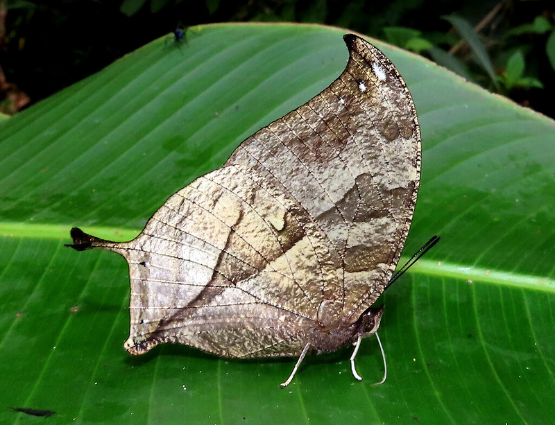 Consul panariste with wings closed