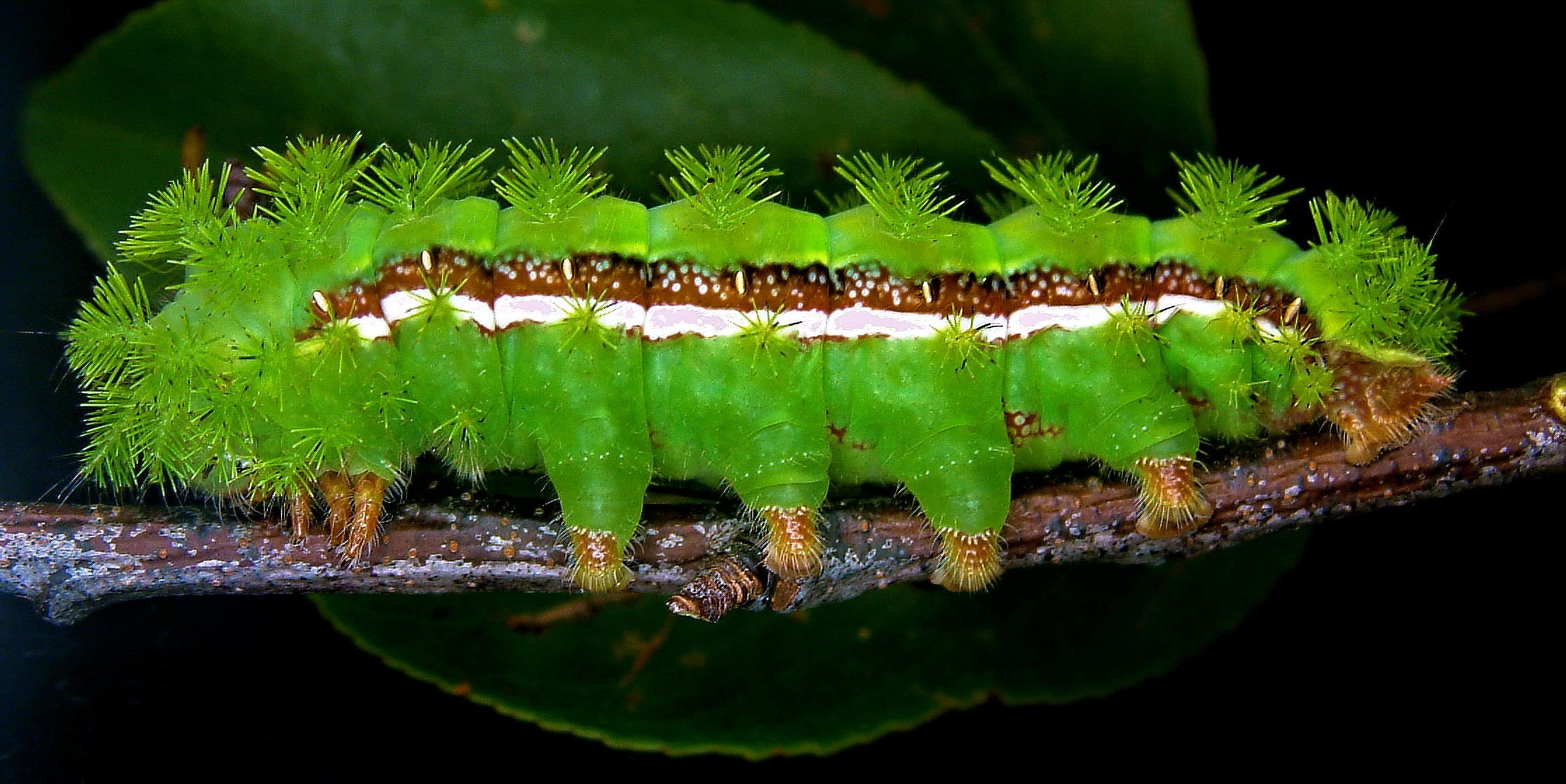 Automeris louisiana, Lafourche Parish, Louisiana adj 2019.jpg