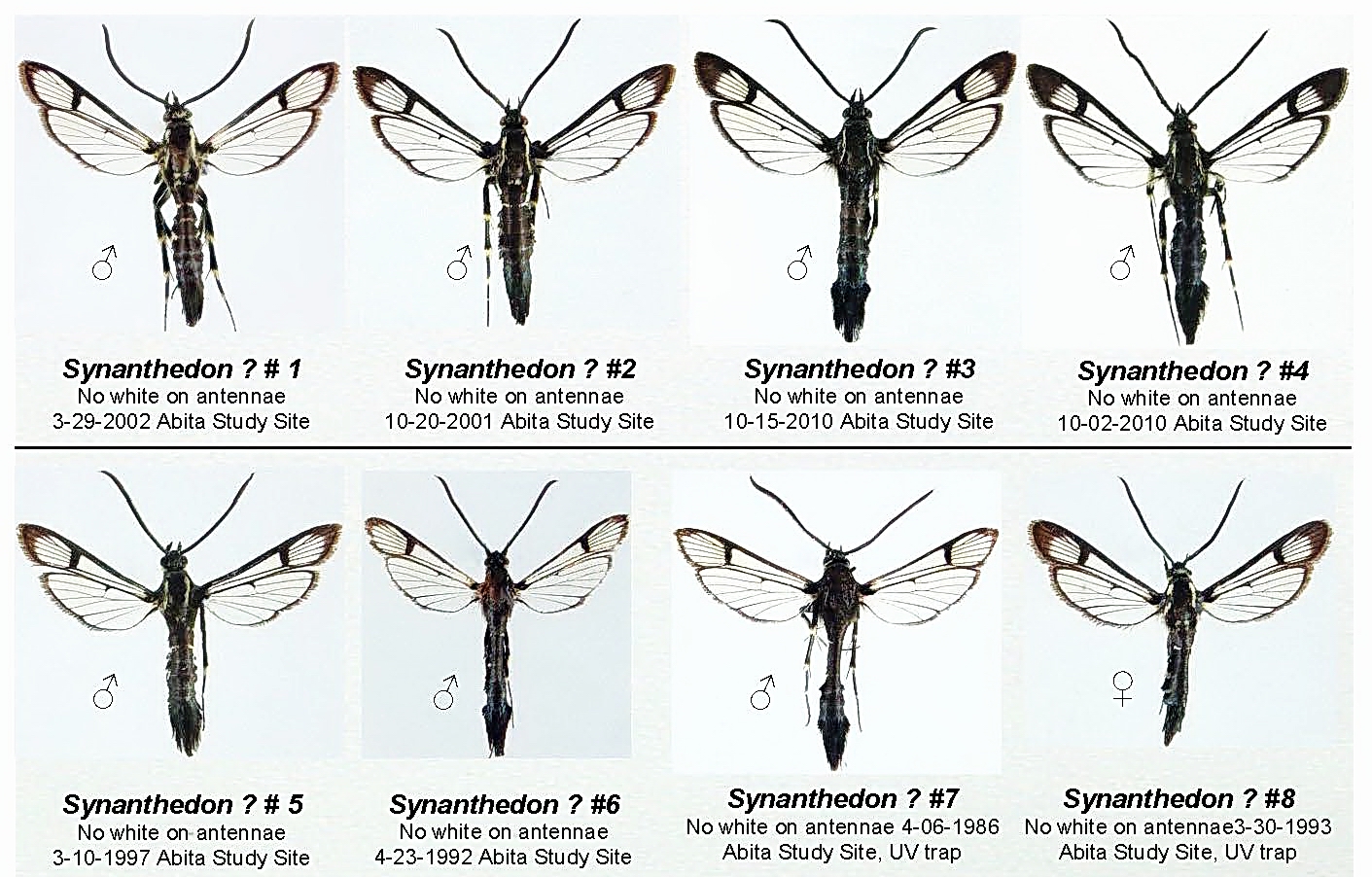 2011 Black Synanthedon species 200 dpi.jpg