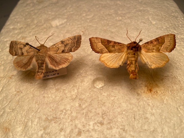 new mexico moth.jpg