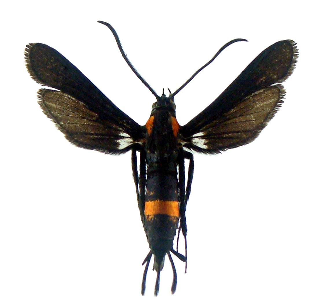 S. uroceriformis male.JPG