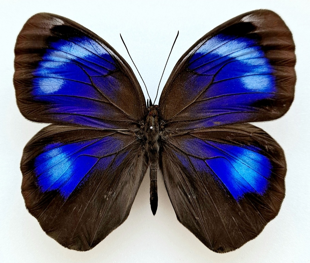 Screenshot_20220528-132520_Gallery.jpg