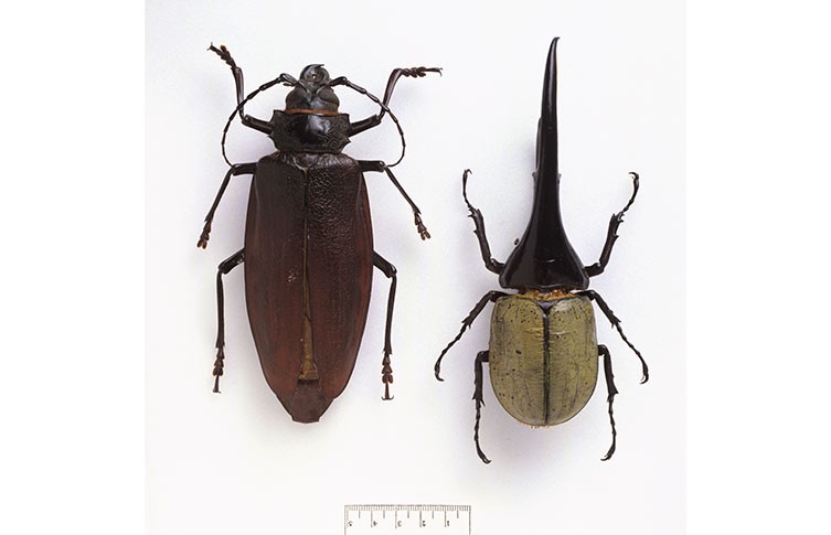 hercules-beetle-titan-beetle-compared-two-column.jpg.thumb.768.768.jpg