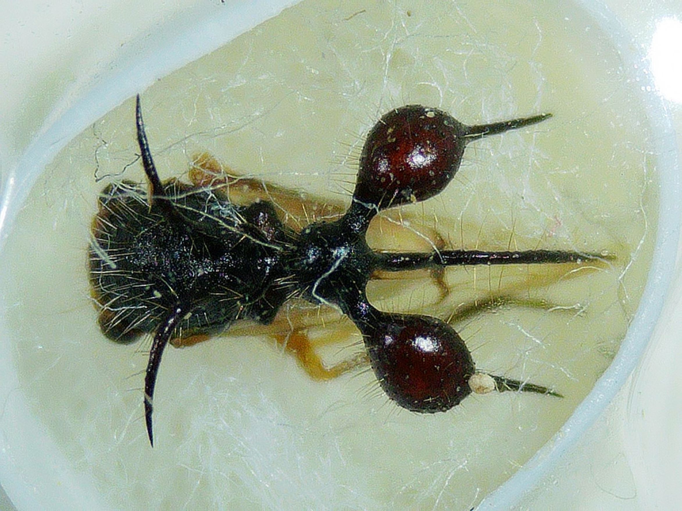 Treehopper Closeup  Small Best.jpg