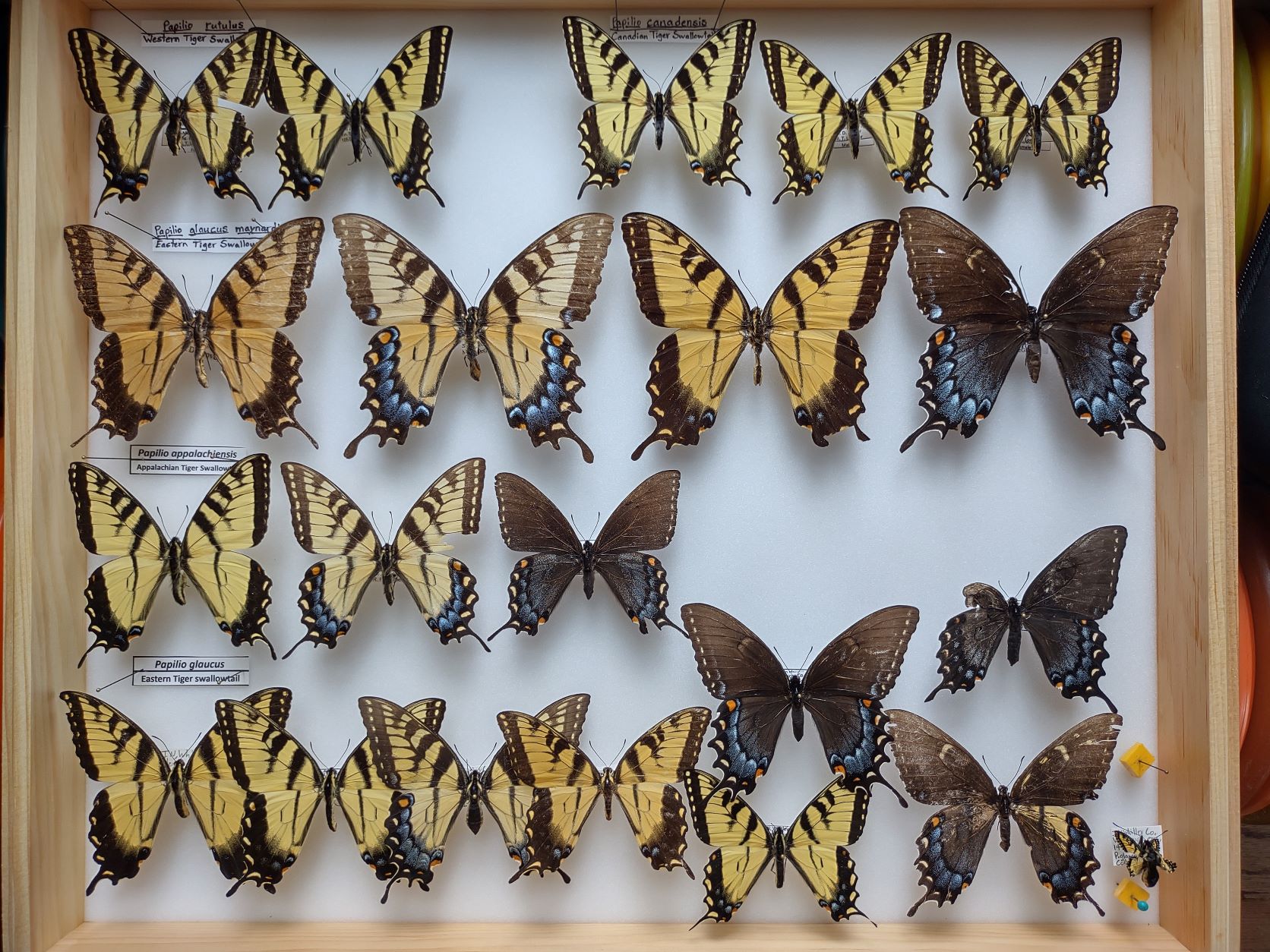 Papilio glaucus complex.jpg
