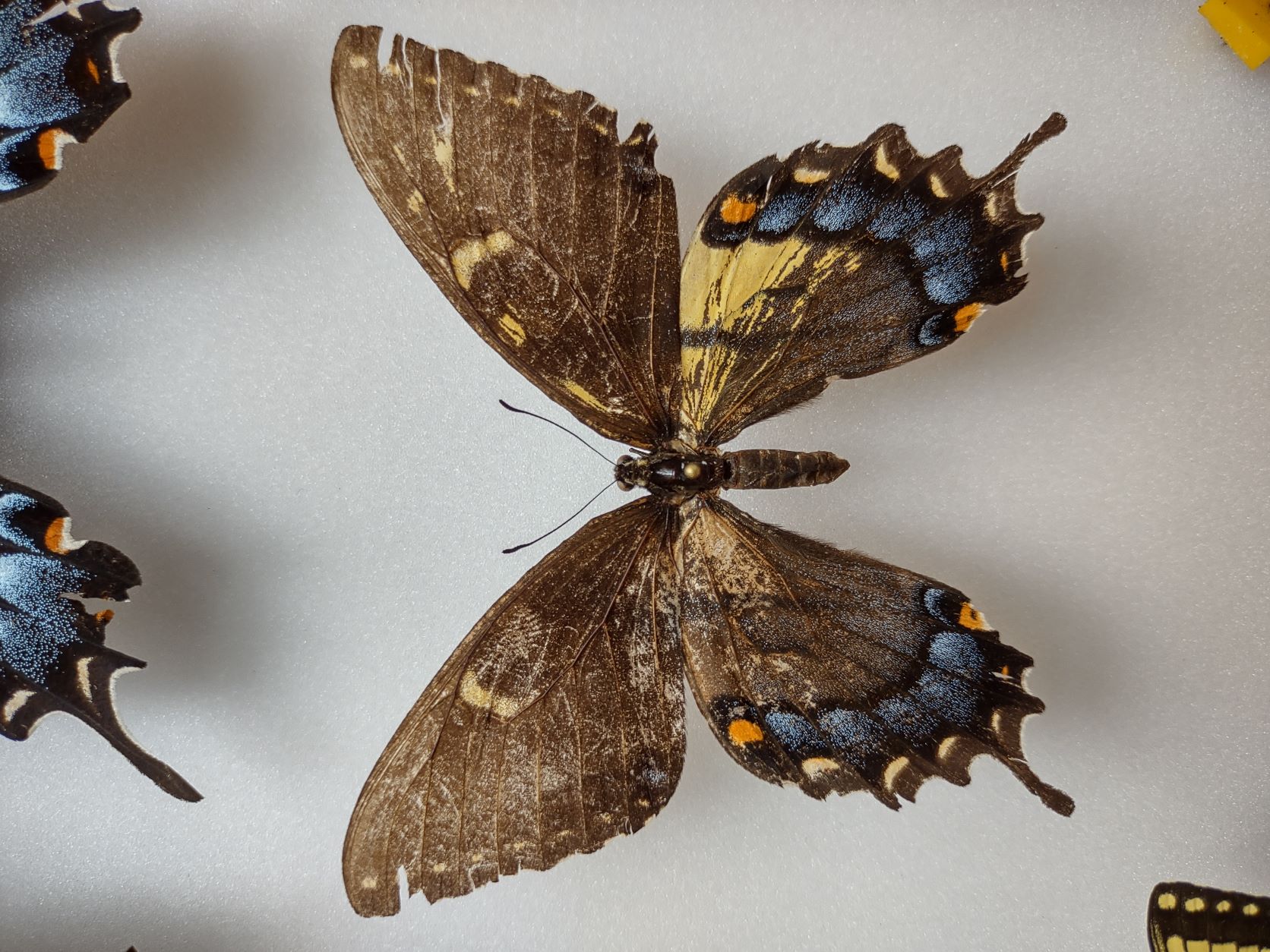 Papilio glaucus mosaic.jpg