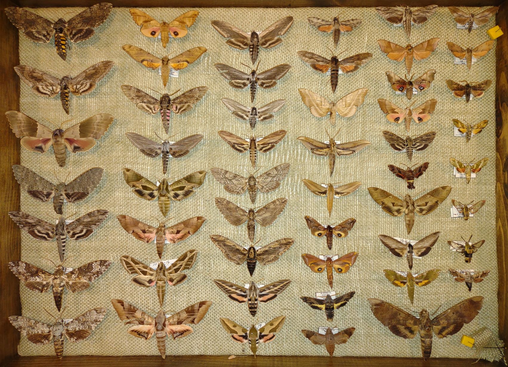 Sphingidae case.jpg