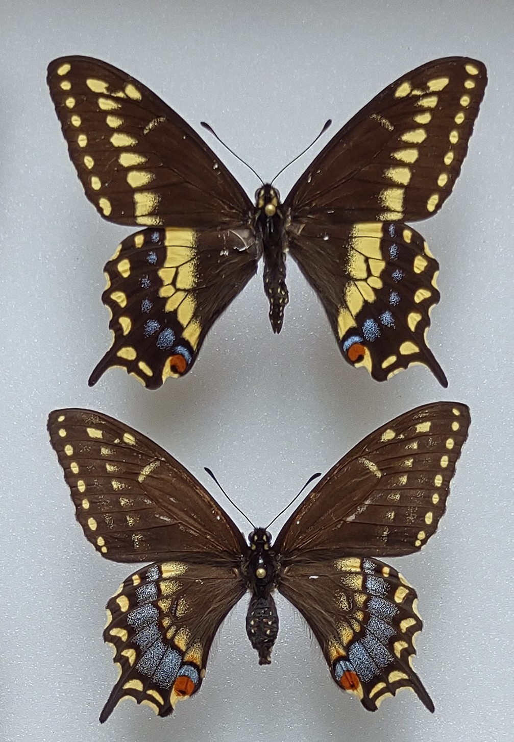 P. polyxenes asterius X P. machaon oregonia July 1995.jpg