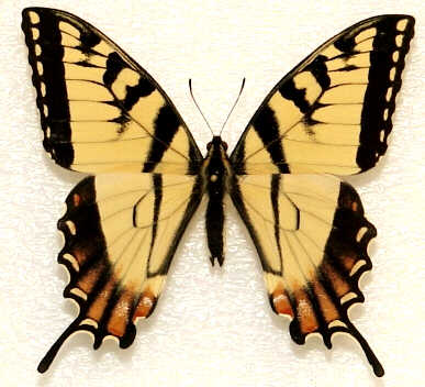 Papilio%20canadensis%20abberant212.jpg