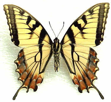 Papilio%20canadensis%20abberant211.jpg