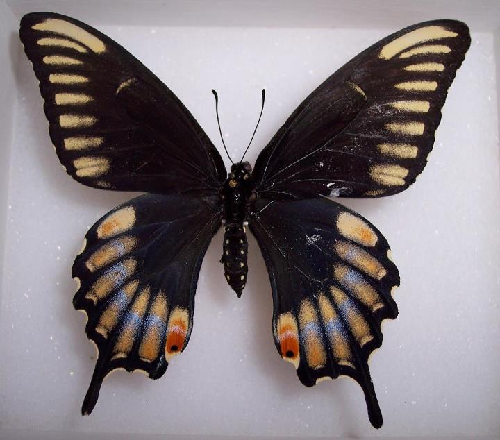 Papilio%20troilus%20aberration%20[radianthus]%20female%20(USA).jpg