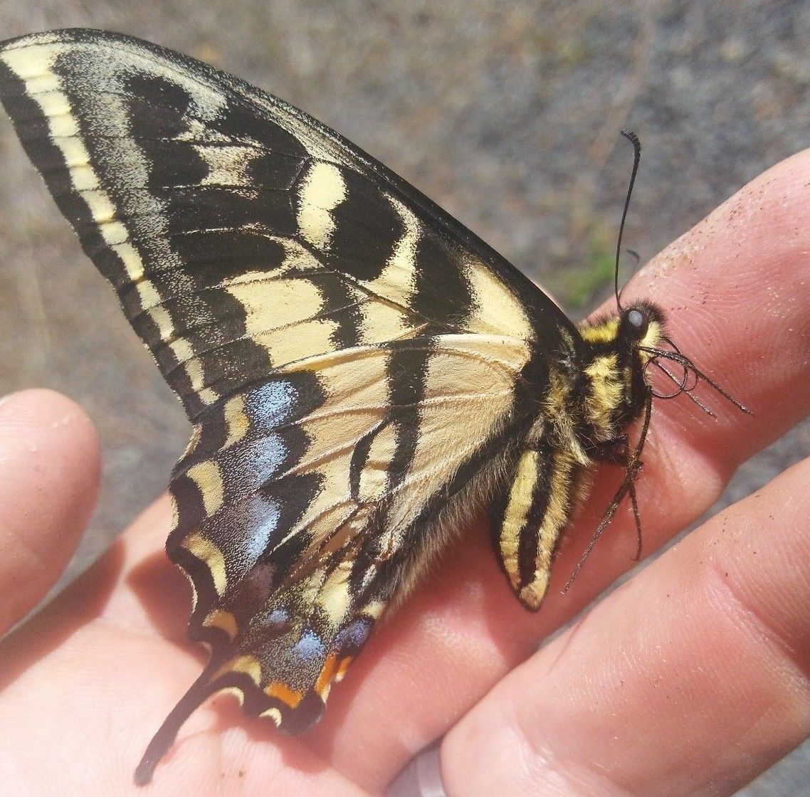 Papilio rutulus fm. fletcheri - Oregon, 01 July 2018.jpg