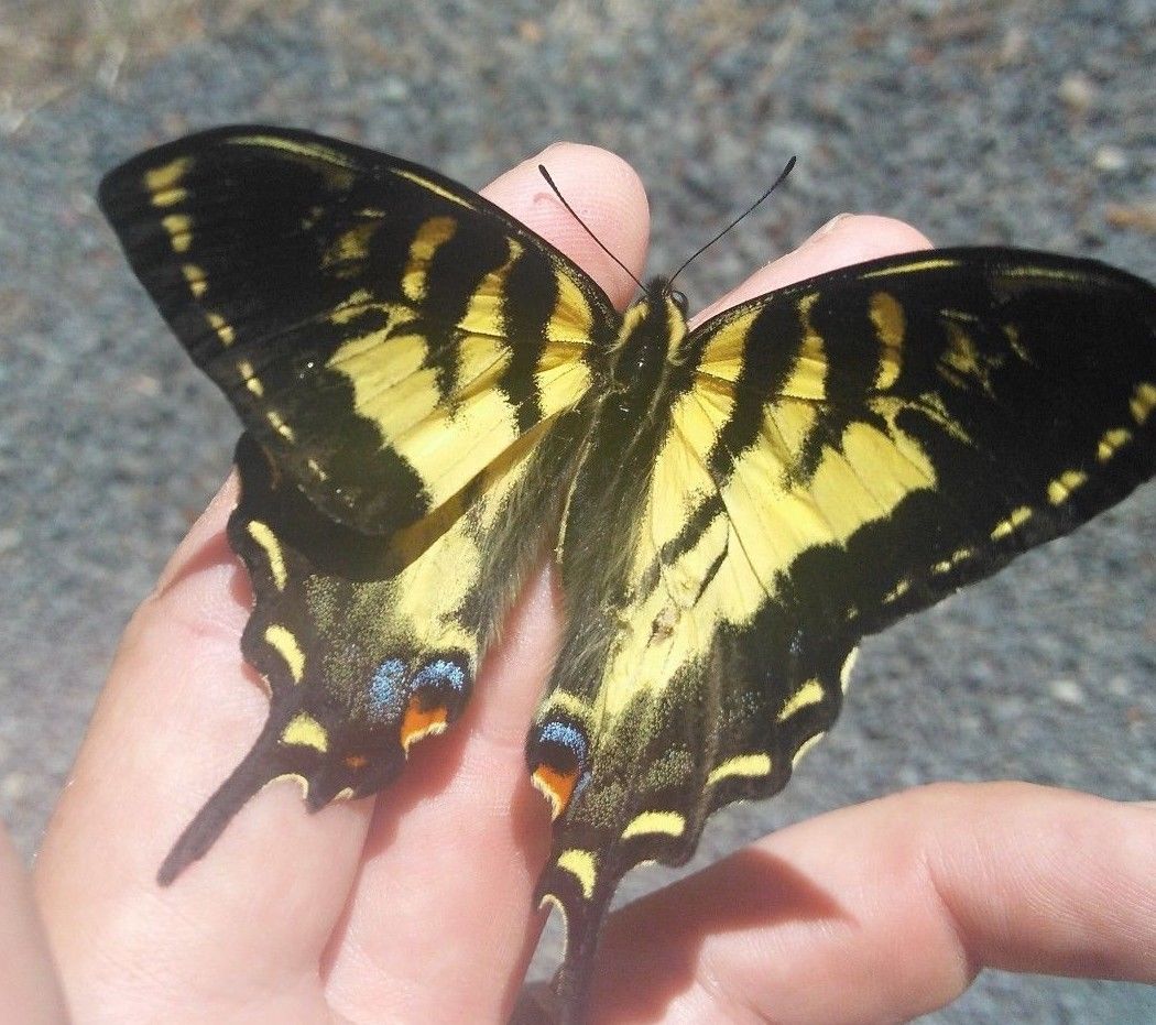 Papilio rutulus fm fletcheri - Pendleton, Oregon 01 July 2018 -RARE.jpg