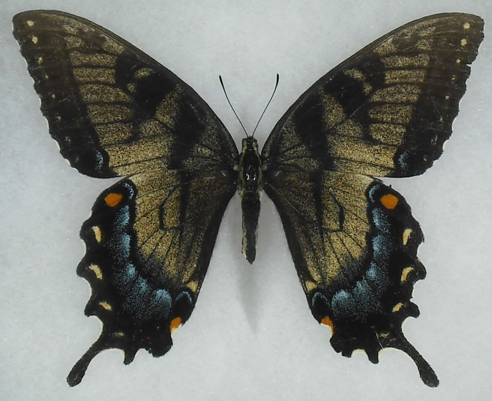 Papilio appalachiensis extreme colour fm. female.jpg
