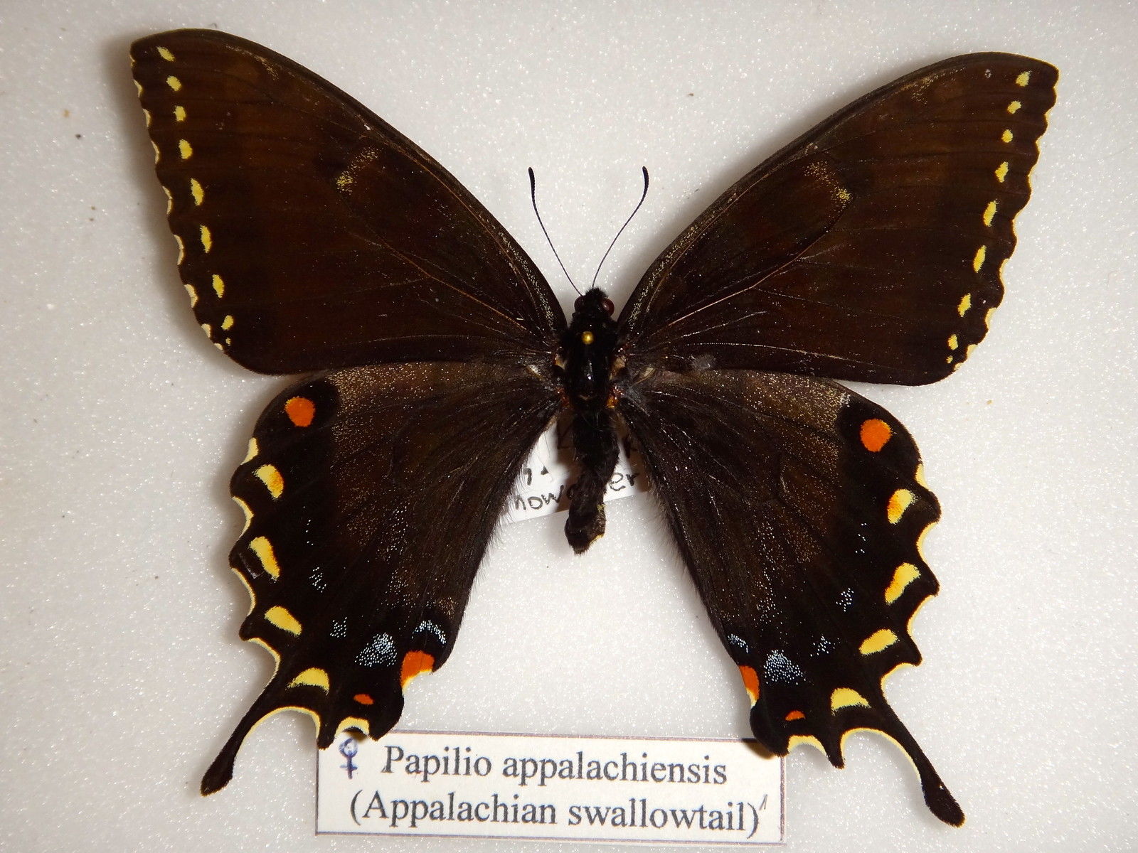 P. appalachiensis Black fm. female - W. Virginia.jpg