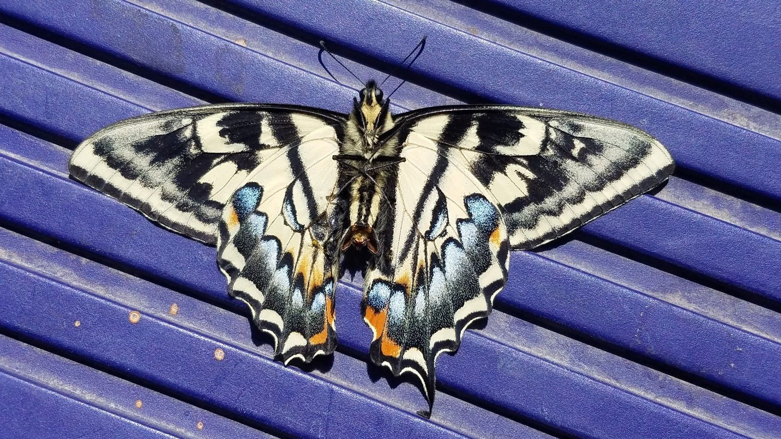 Papilio rutulus ab. fletcheri - ventral - Utah.jpg