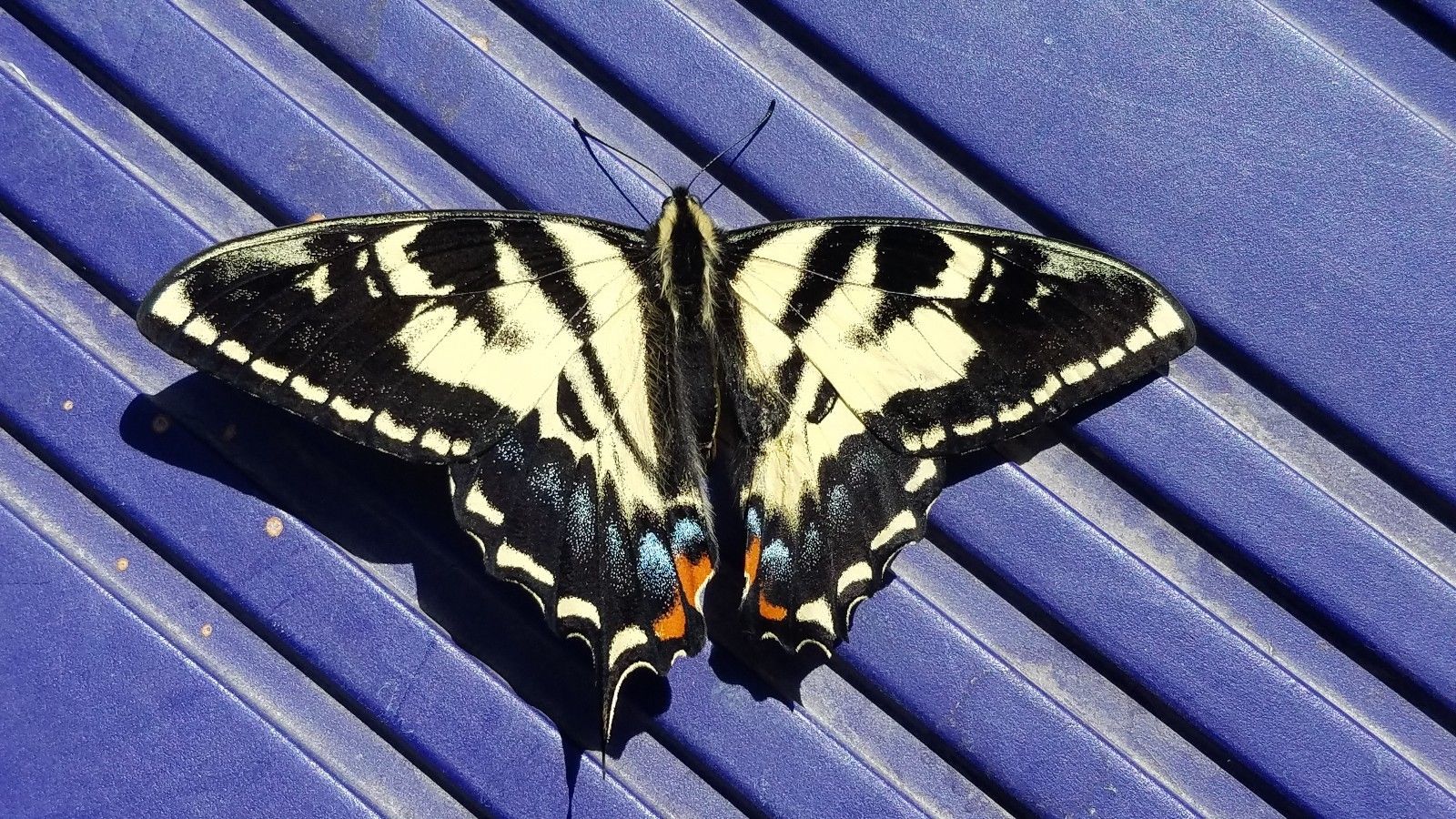 Papilio rutulus ab. fletcheri - dorsal - Utah.jpg