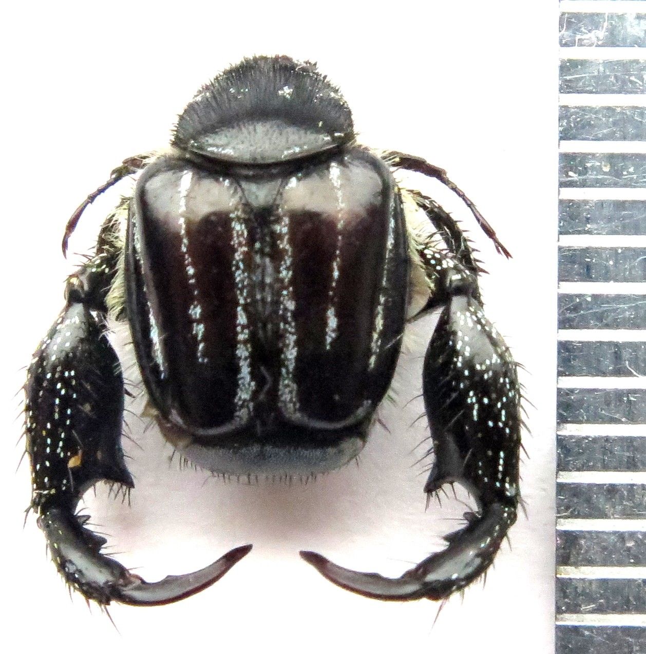 Weird Beetle dorsal.jpg