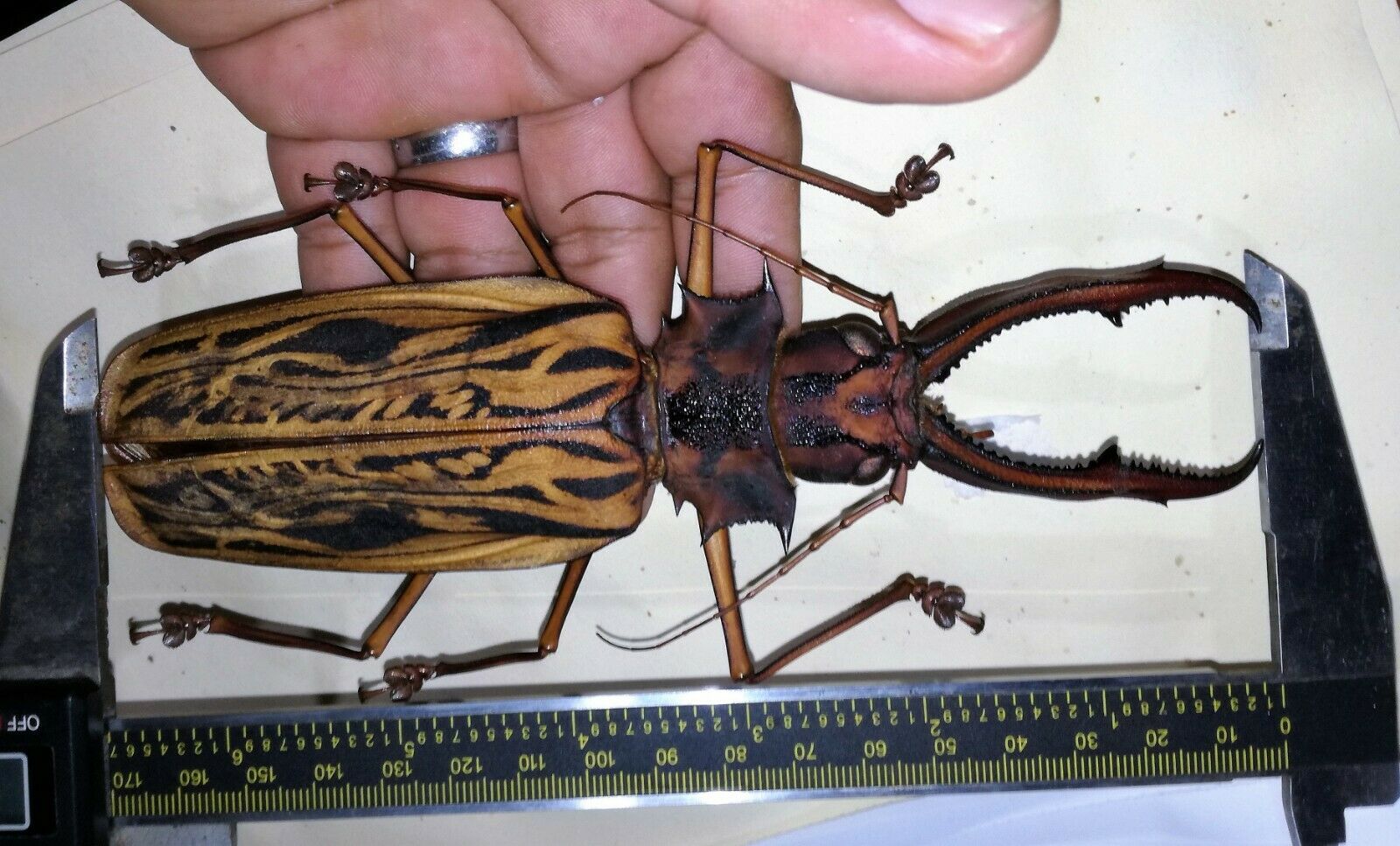 Macrodontia cervicornis 170mm, - Peru, $1,899.00 USD, BIN, HUGE.jpg