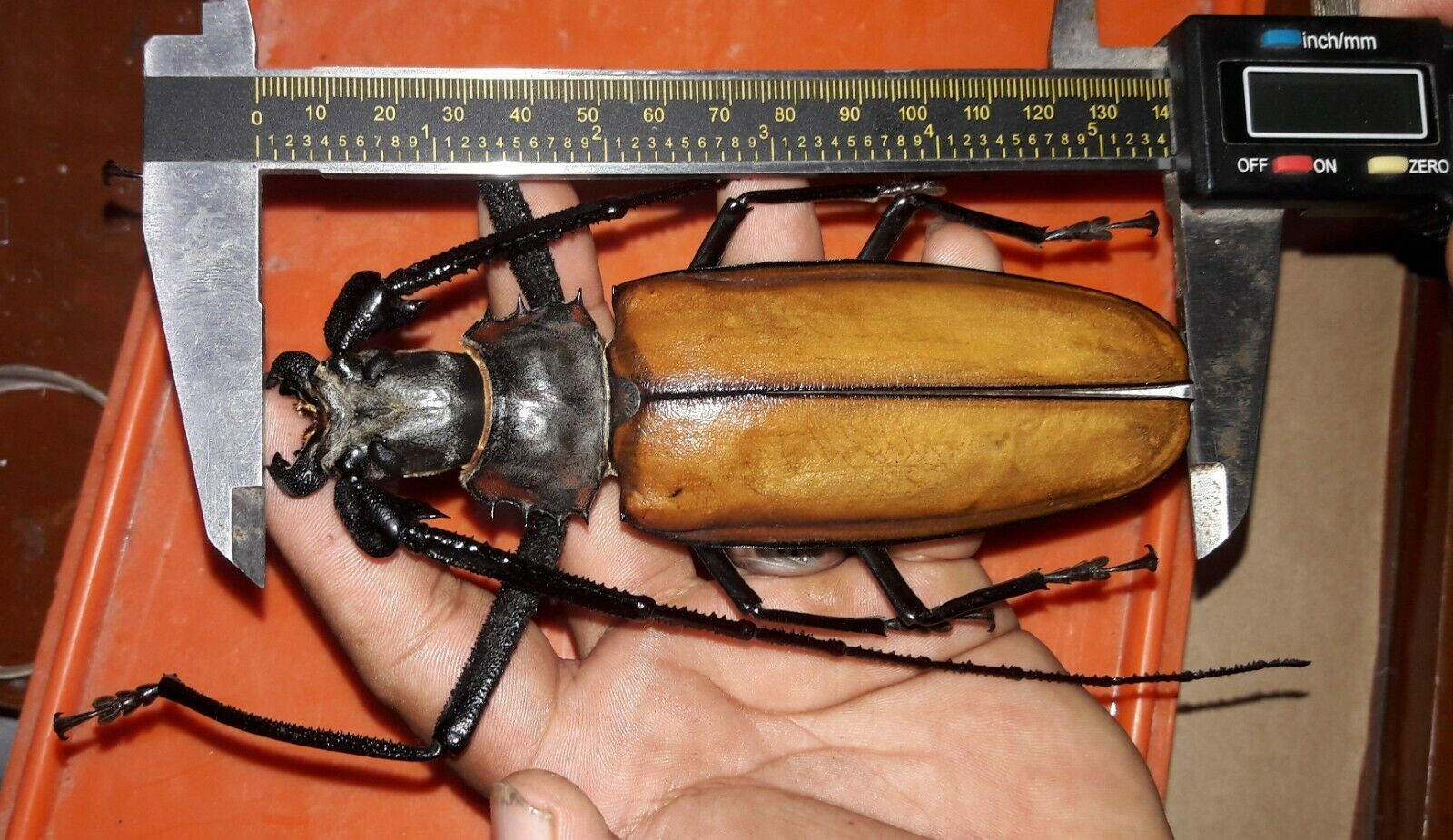 Callipogon armillatus, Monster 138mm, Peru, BIN $3,499.00 USD II.jpg
