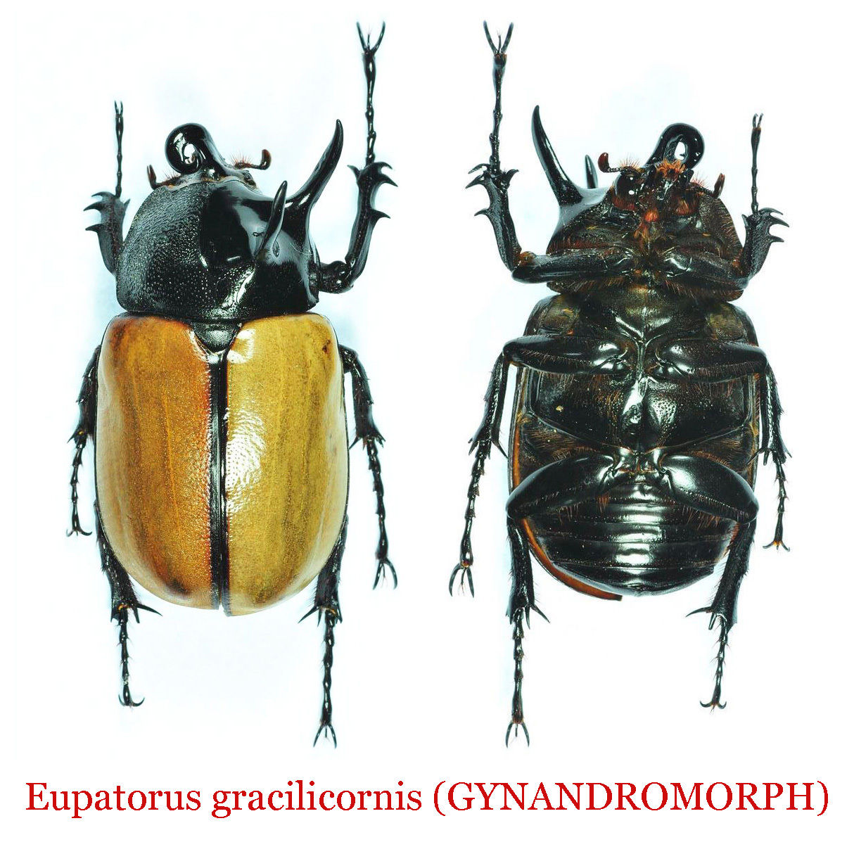 Eupatorus gracilicornis gynander $8,888.00.jpg