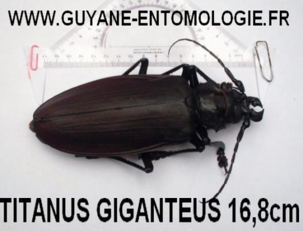 1267050975_70912361_1-Photos-de-TITANUS-GIGANTEUS-168cmword-recordTiTAN-malewwwguyane-entomologiefr.jpg