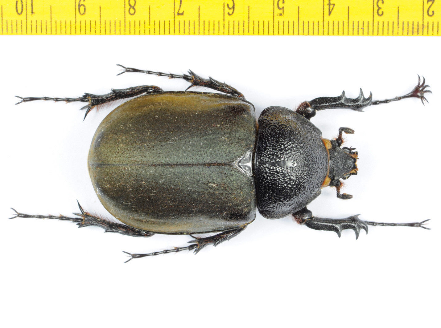 Chalcosoma atlas female with weird tarsal claws.jpg