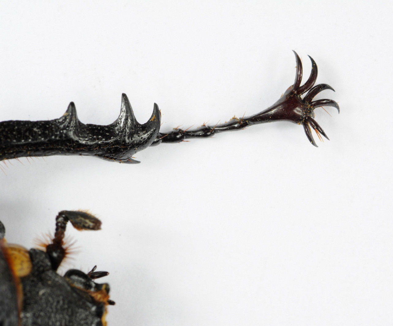 Chalcosoma atlas female with weird tarsal claws closeup.jpg
