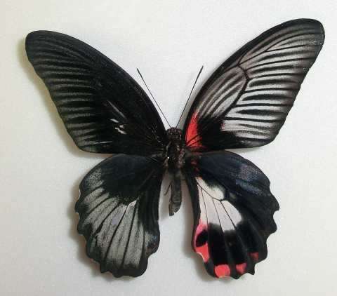 Papilio rumanzovia gynander.jpg