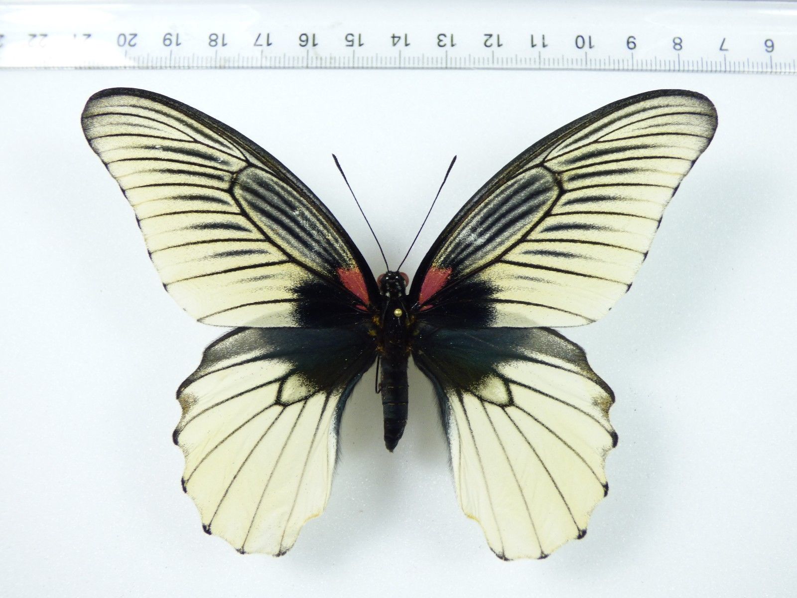 Papilio memnon  - bred White fm. M. - dorsal.jpg