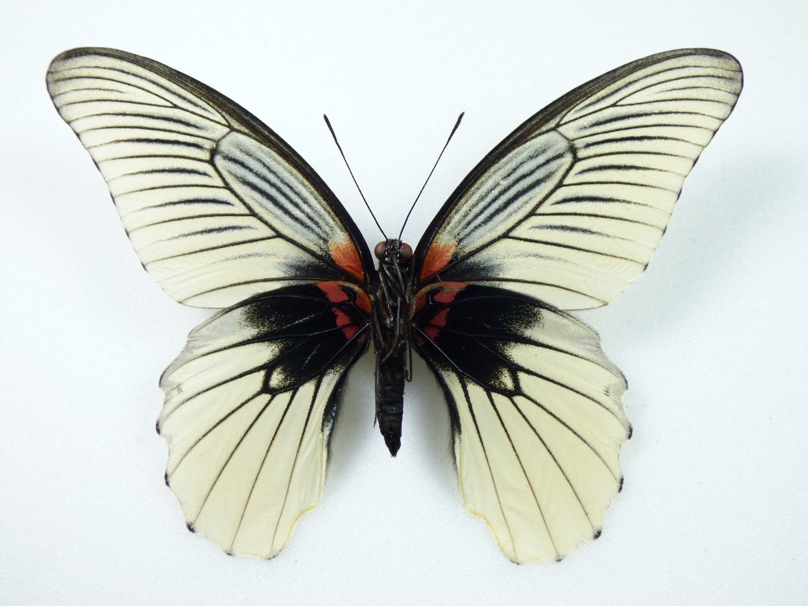 Papilio memnon - bred white fm. F, - ventral.jpg
