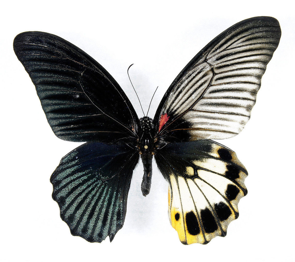 Papilio memnon gynandromorph.jpg
