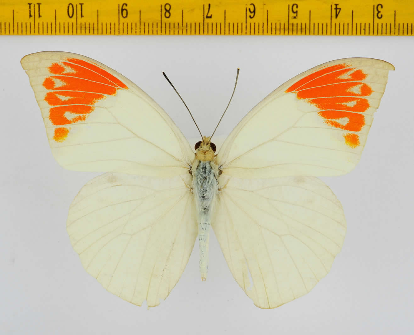 Hebomoia glaucippe Rare Albino Fm... - Thailand.jpg