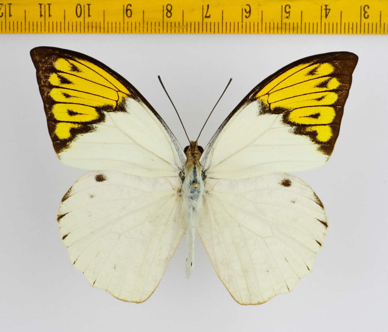 Hebomoia glaucippe Rare Yellow Colour Fm..jpg