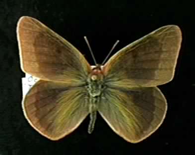 Melanic Colias eurytheme.jpg