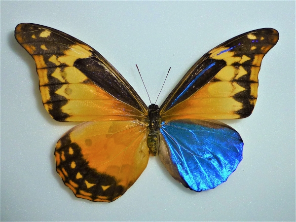 Morpho rhetenor cacica partial gynandromorph.jpg