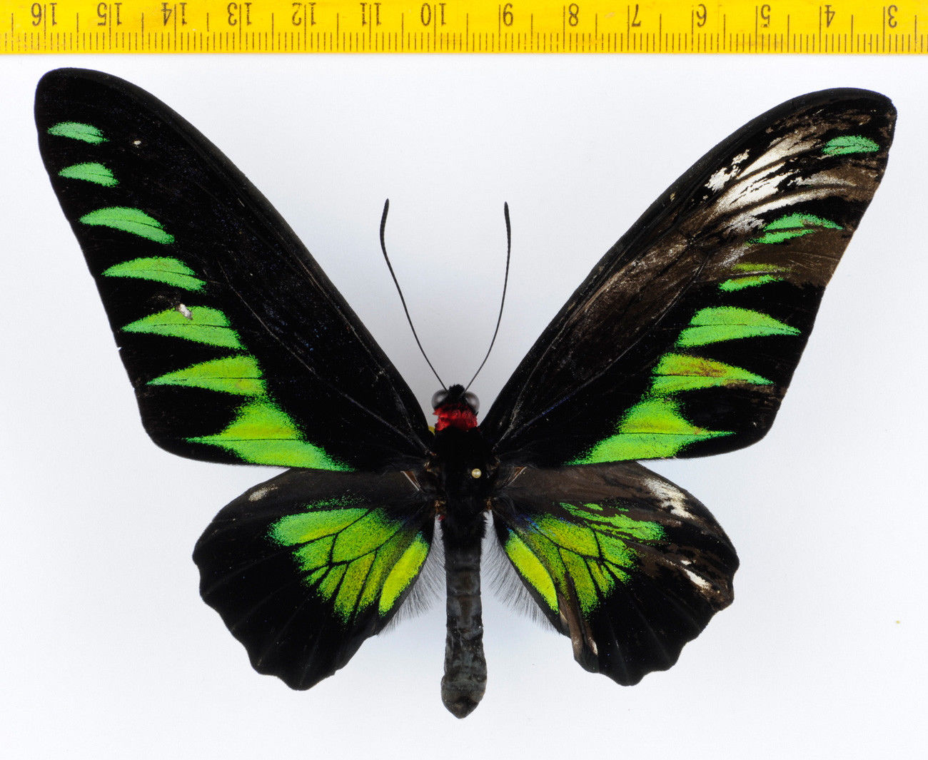 Trogonoptera brooksiana albescens - Malaysia - Partial Gynander - 2,000 bucks....jpg