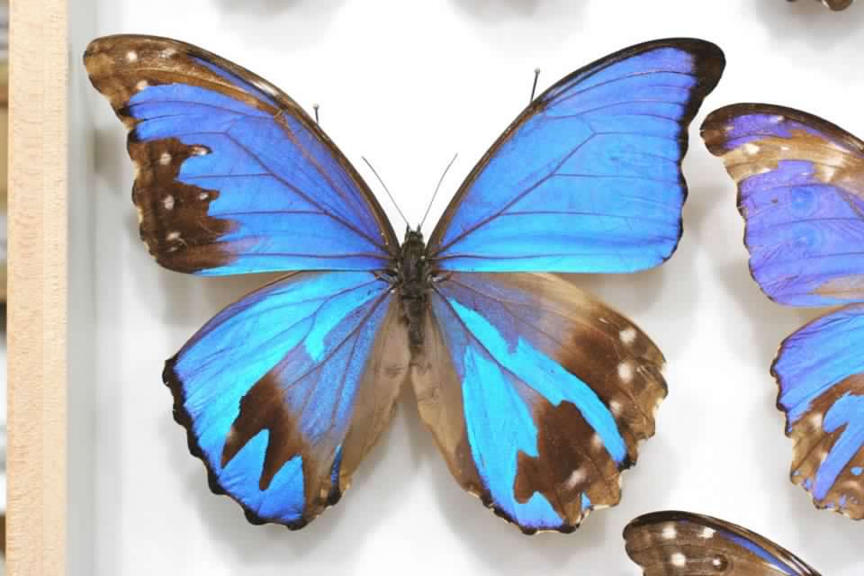 Morpho didius mosaic gynandro.jpg