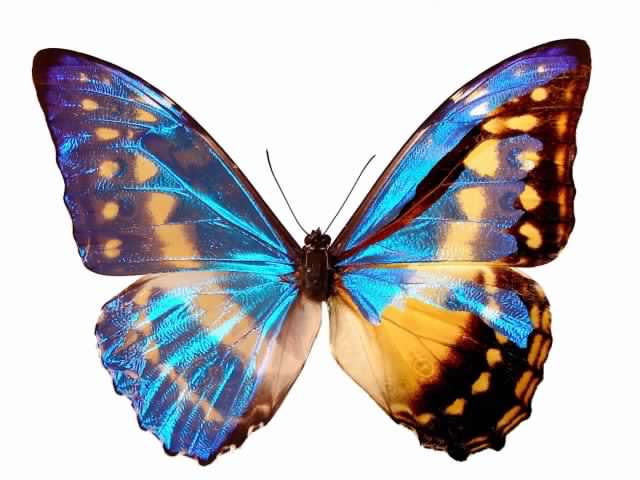 Morpho cypris mosaic gynandromorph.jpg