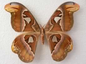 Homeotic ab. of A. atlas - only 2 in the world!.jpg