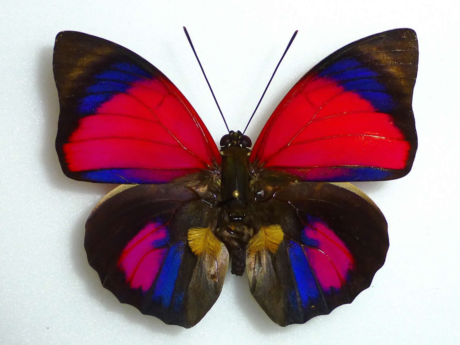 Agrias sardanapalus belsazar -male - Brazil.jpg