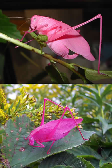 Pink Katydid II.jpg